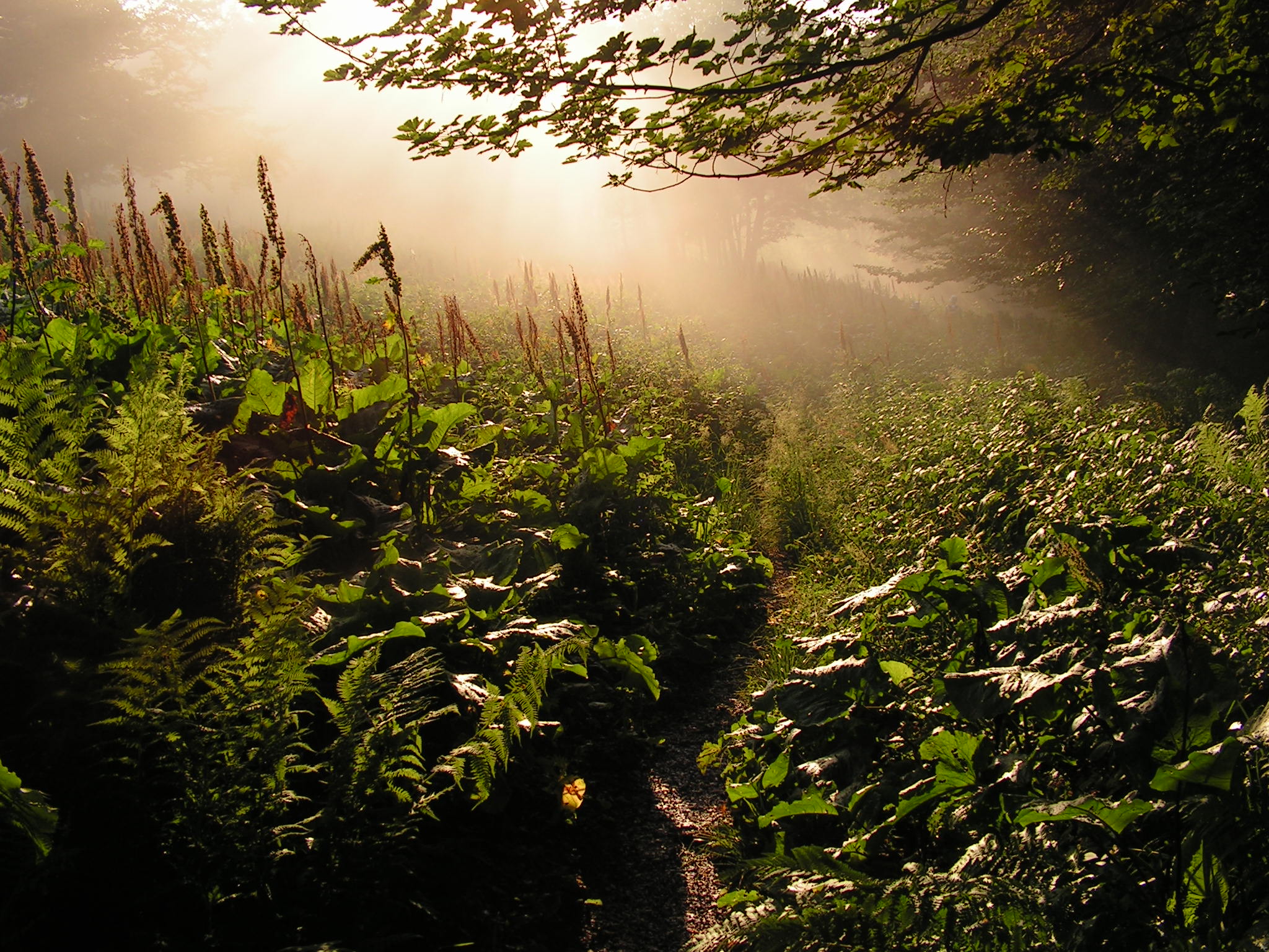 NATIONAL PARK OF POLONINY