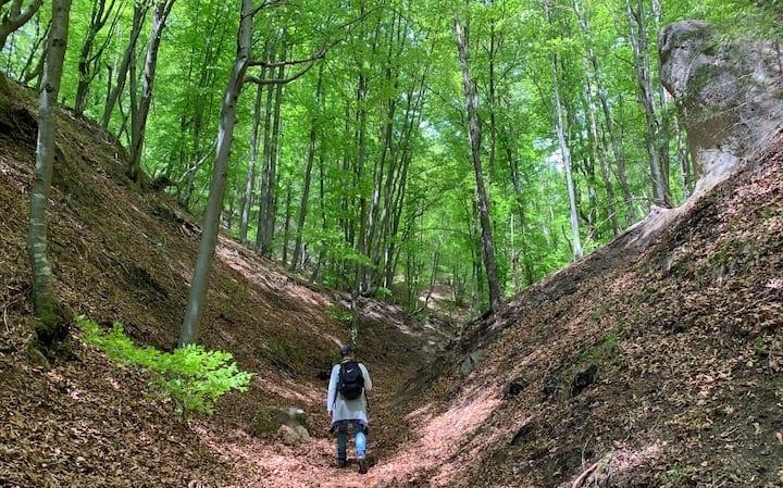 FIRST PART GOES THROUGH SUCH BEAUTIFUL FOREST FIRST PART GOES THROUGH SUCH BEAUTIFUL FOREST